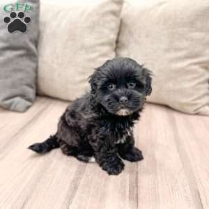 Leti, Shih-Poo Puppy