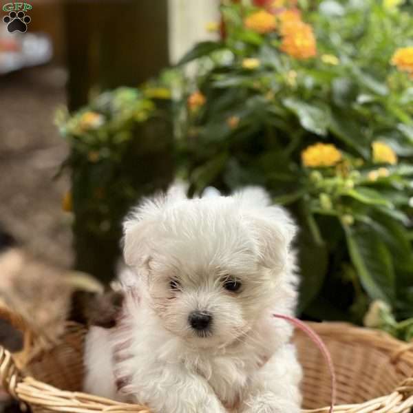 Addy, Maltese Puppy
