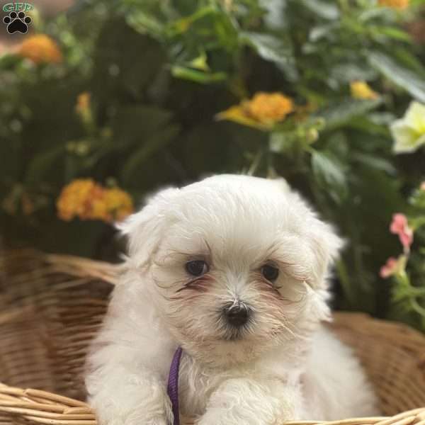 Abby, Maltese Puppy