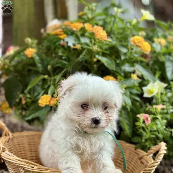 Andre, Maltese Puppy