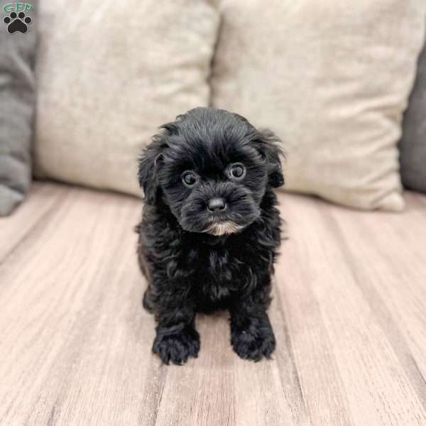 Raven, Shih-Poo Puppy