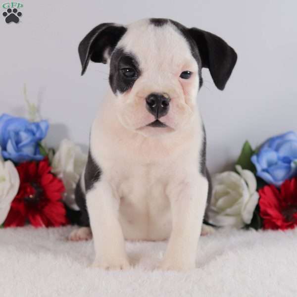 Buddy, English Bulldog Puppy