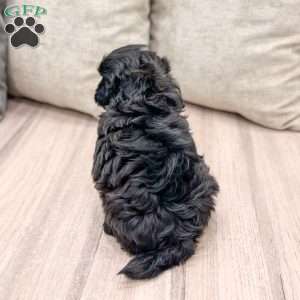 Raven, Shih-Poo Puppy