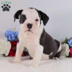 Buddy, English Bulldog Puppy