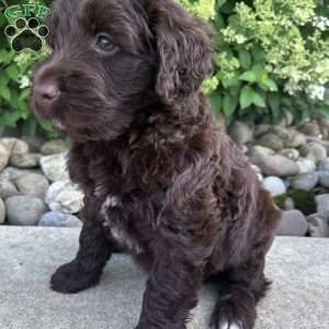 Toby, Portuguese Water Dog Puppy