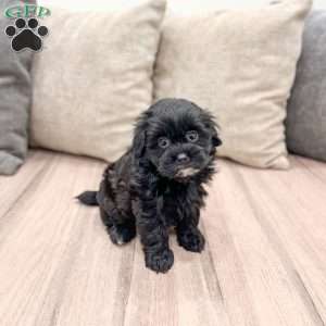 Raven, Shih-Poo Puppy