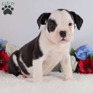 Buddy, English Bulldog Puppy