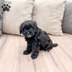 Raven, Shih-Poo Puppy