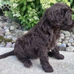 Toby, Portuguese Water Dog Puppy