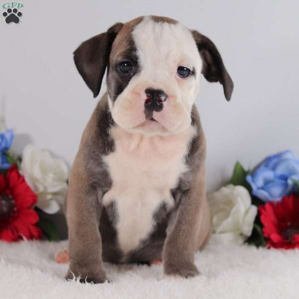 Batman, English Bulldog Puppy