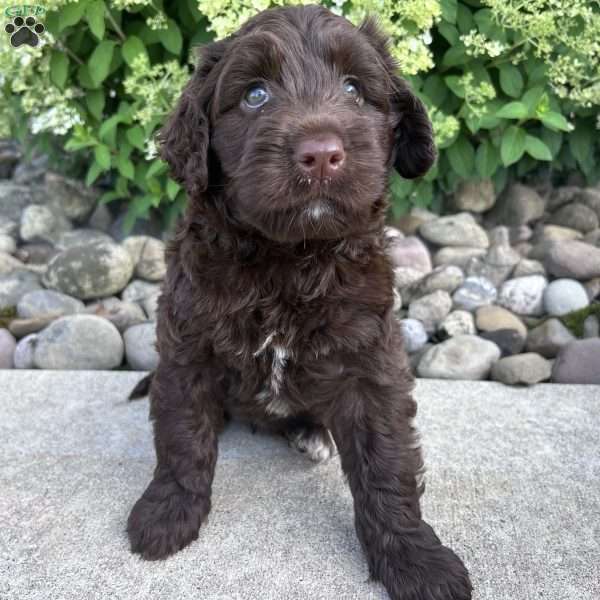 Toby, Portuguese Water Dog Puppy