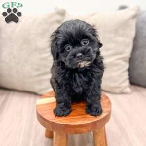 Raven, Shih-Poo Puppy