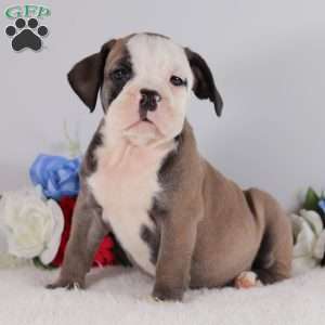 Batman, English Bulldog Puppy