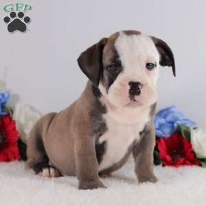 Batman, English Bulldog Puppy