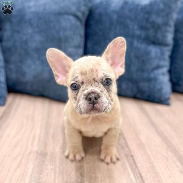 Marco, French Bulldog Puppy