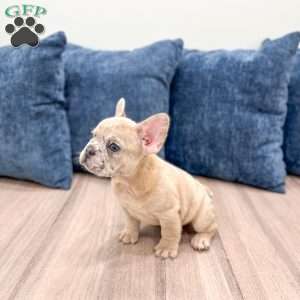 Marco, French Bulldog Puppy