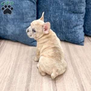 Marco, French Bulldog Puppy
