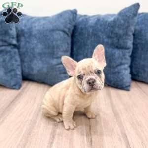 Marco, French Bulldog Puppy