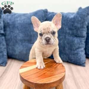 Marco, French Bulldog Puppy