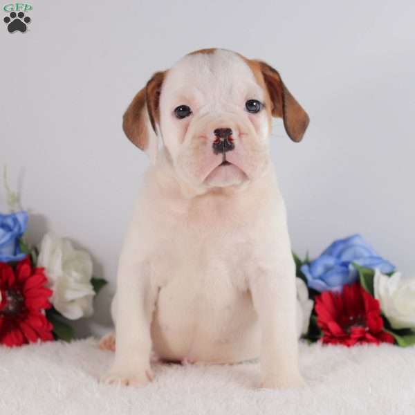 Bruno, English Bulldog Puppy