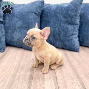 Mason, French Bulldog Puppy
