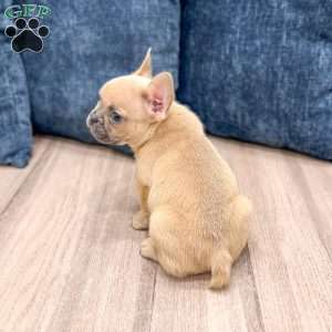 Mason, French Bulldog Puppy