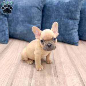 Mason, French Bulldog Puppy