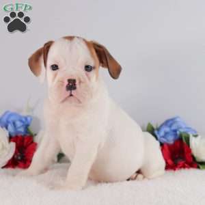 Bruno, English Bulldog Puppy