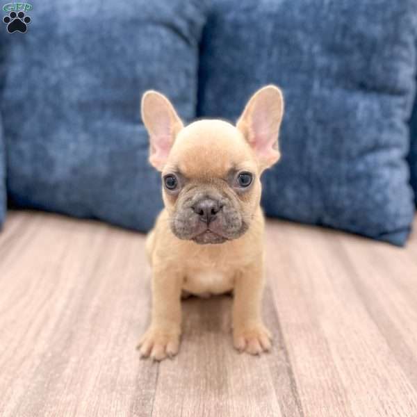 Mason, French Bulldog Puppy