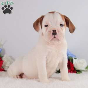 Bruno, English Bulldog Puppy