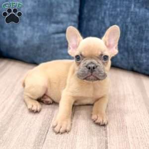 Mason, French Bulldog Puppy