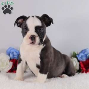Bella, English Bulldog Puppy