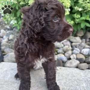 Lily, Portuguese Water Dog Puppy