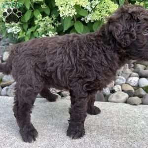Lily, Portuguese Water Dog Puppy