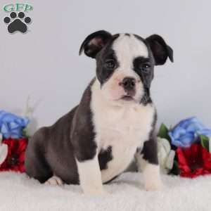 Bella, English Bulldog Puppy