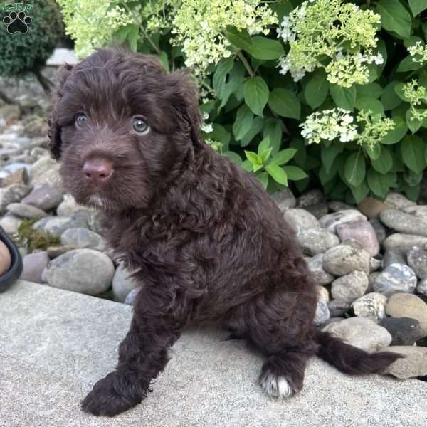 Lily, Portuguese Water Dog Puppy