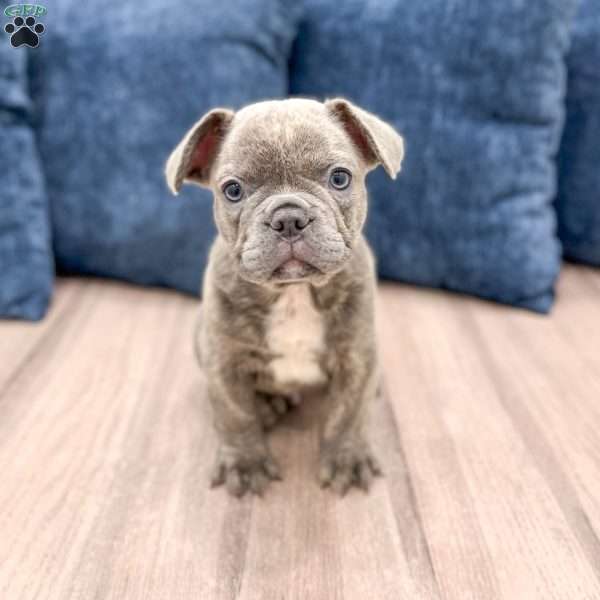 Duke, French Bulldog Puppy