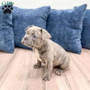 Duke, French Bulldog Puppy