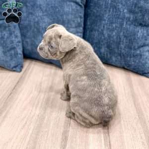 Duke, French Bulldog Puppy