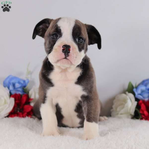 Brooklyn, English Bulldog Puppy