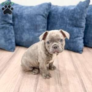 Duke, French Bulldog Puppy