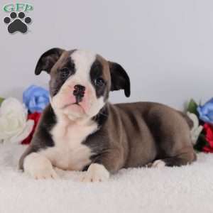 Brooklyn, English Bulldog Puppy