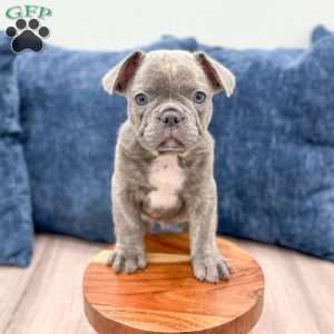 Duke, French Bulldog Puppy