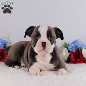 Brooklyn, English Bulldog Puppy