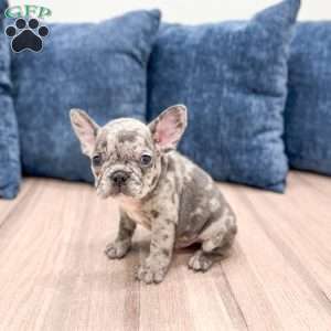 Oliver, French Bulldog Puppy