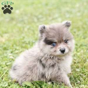 Liam, Pomeranian Puppy