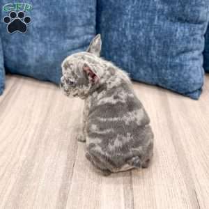 Oliver, French Bulldog Puppy