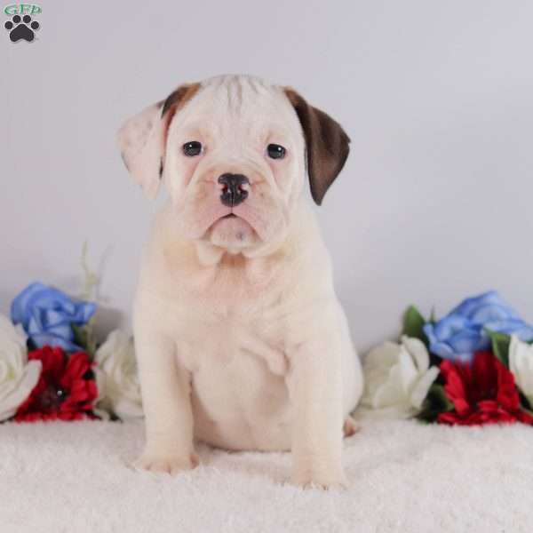 Bessie, English Bulldog Puppy