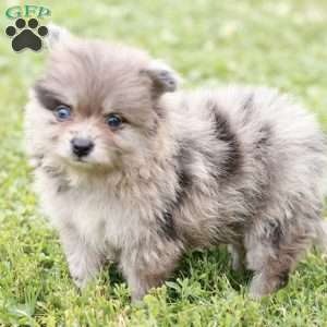 Liam, Pomeranian Puppy