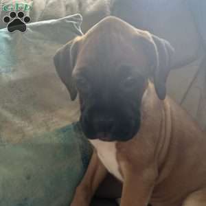 Diamond, Boxer Puppy